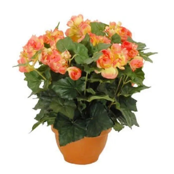 Bégonia en Pot- 3 couleurs disponibles