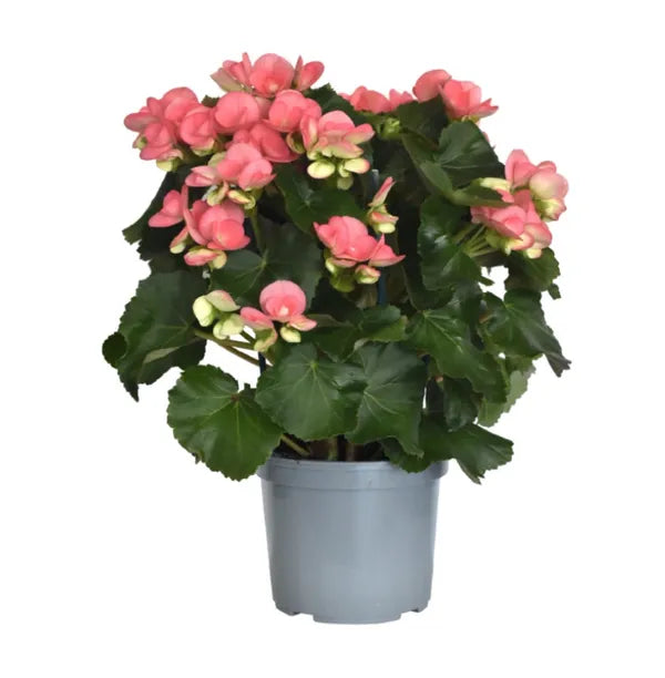 Bégonia en Pot- 3 couleurs disponibles