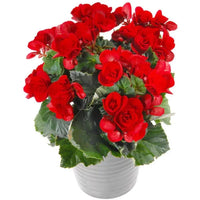 Bégonia en Pot- 3 couleurs disponibles