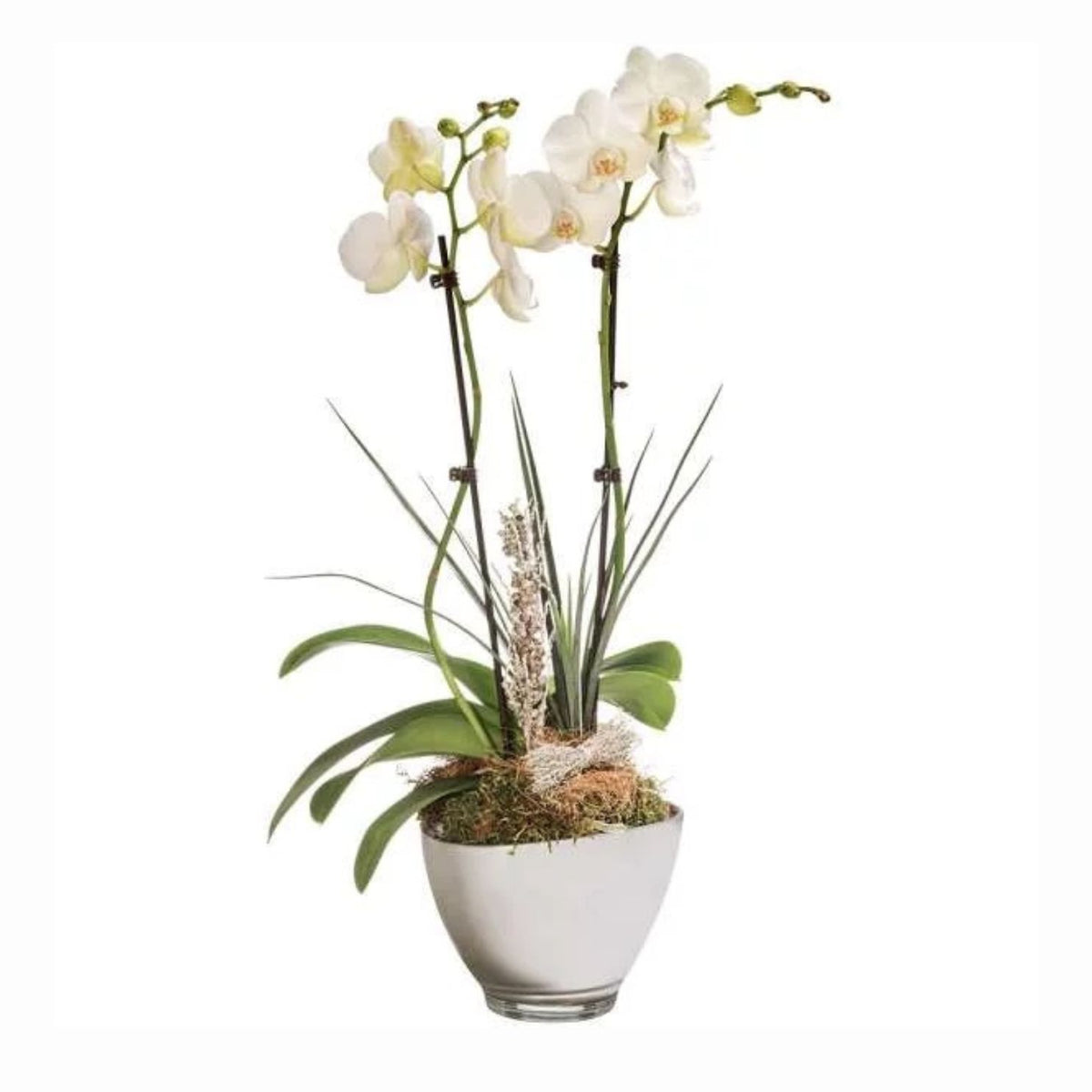 Orchidée 2 branches et Coupe 6 branches