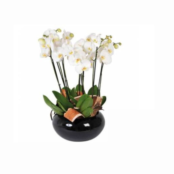 Orchidée Blanche: Coupe de 6 Branches, Grandes Orchidées