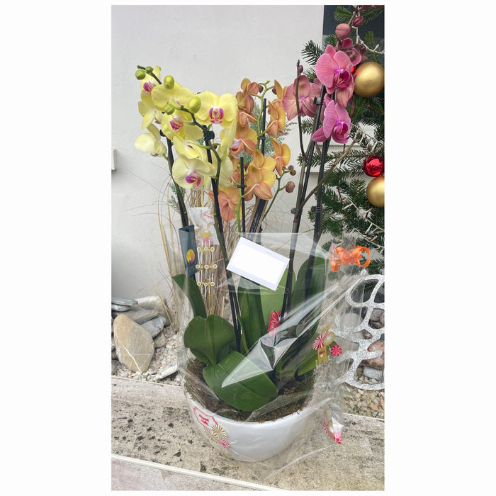 Orchidée Multicolore: Coupe de 6 Branches, Grandes Orchidées