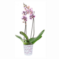 Orchidée 2 branches et Coupe 6 branches