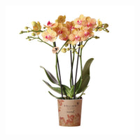 Orchidée 2 branches et Coupe 6 branches