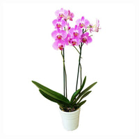 Orchidée 2 branches et Coupe 6 branches