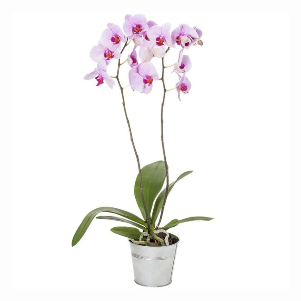 Orchidée 2 branches et Coupe 6 branches