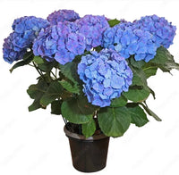 Hortensia - Les Premières de la Saison