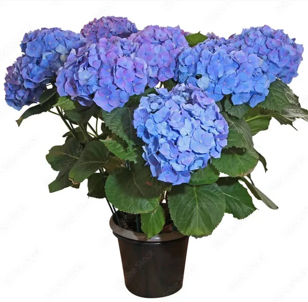 Hortensia - Les Premières de la Saison