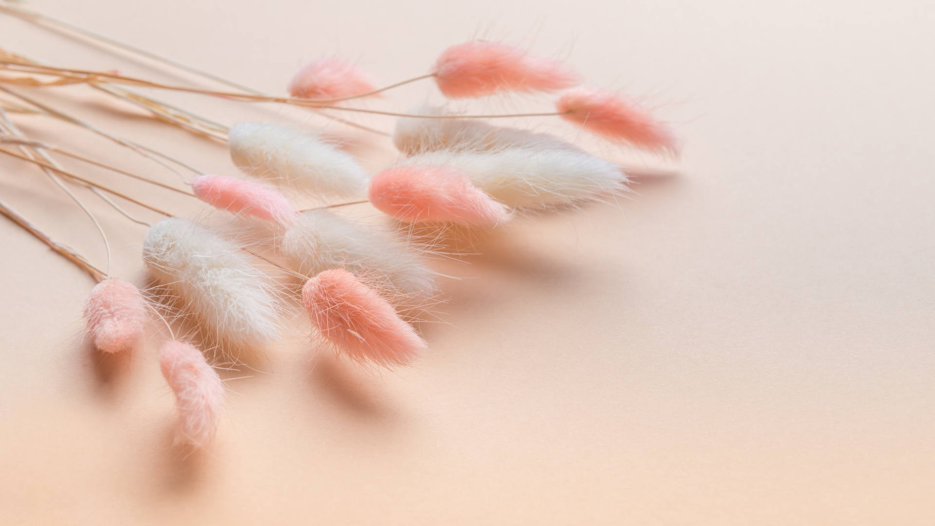 fleurs séchées, bouquets de fleurs séchées, bouquet fleurs séchées fait sur mesure, fleurs séchées bayonne, vente de fleurs séchées, bouquet de fleurs séchées Bayonne, bottes fleurs séchées, couronnes de fleurs, bouquets de fleurs, 