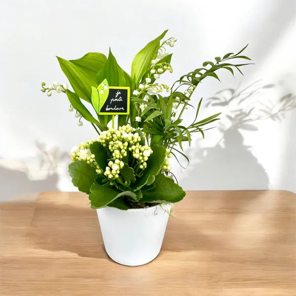 Muguet de Mai Compositions - Quantités limitées