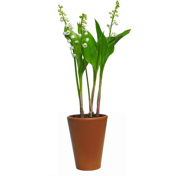 Muguet de Mai Plante avec racines  - 1 Pot-  Quantités limitées