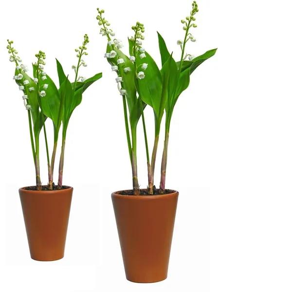 Muguet de Mai Plante avec racines  - 2 Pots-  Quantités limitées