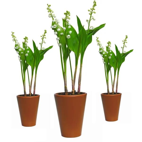 Muguet de Mai Plante avec racines  - 3 Pots-  Quantités limitées