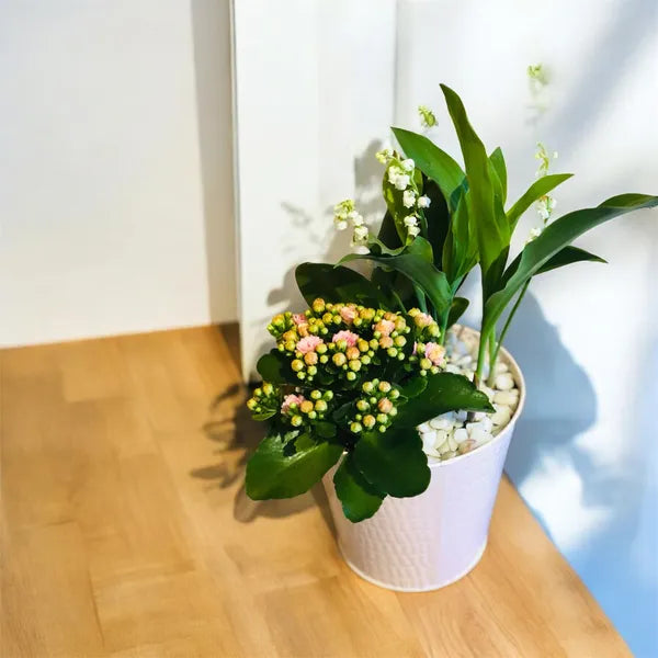 Muguet de Mai Compositions - Quantités limitées