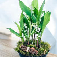Muguet de Mai Compositions - Quantités limitées