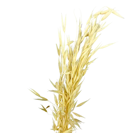 Natural oats x15 stems, Supplement, DIY Box