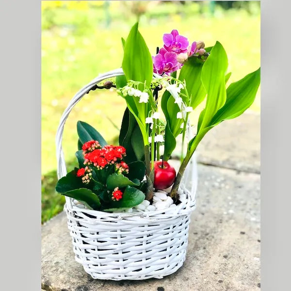 Muguet de Mai &  Mini Orchidée- Quantités limitées