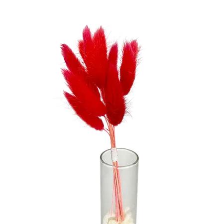 Lagurus rouge 10 tiges, Complément, Box DIY