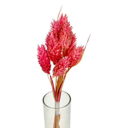 Phalaris rose soutenu 10 tiges, Complément, Box DIY