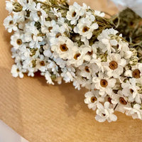 ixodia ixodia séchée fleur séchée fleur marguerite ixodia blanc séché ixodia séchée blanc naturel botte de fleurs séchées ixodia séché blanc botte botte séché ixodia blanche 