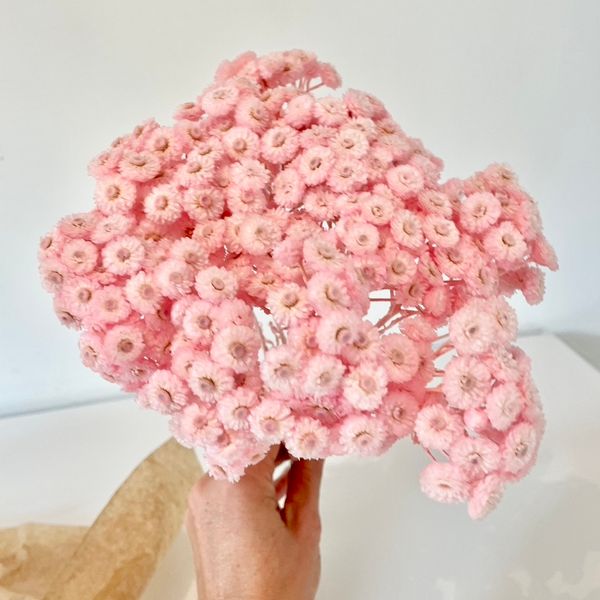 immortelle, immortelle jaune, fleurs immortelle, fleurs immortelle jaune, fleurs séchées, botte de séchées, bouquets de fleurs séchées, fleurs jaune, fleurs séchées jaune, fleurs immortelle jaune, immortelle jaune, immortelle rose, immortelle naturel, immortelle du var jaune, immortelle du var rose, immortelle du var naturel, fleurs choux fleurs, fleurs choux, fleurs séchées choux fleurs