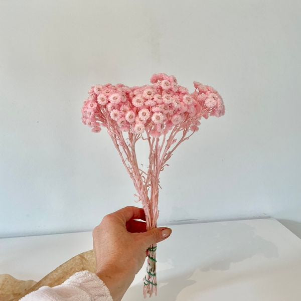 immortelle, immortelle jaune, fleurs immortelle, fleurs immortelle jaune, fleurs séchées, botte de séchées, bouquets de fleurs séchées, fleurs jaune, fleurs séchées jaune, fleurs immortelle jaune, immortelle jaune, immortelle rose, immortelle naturel, immortelle du var jaune, immortelle du var rose, immortelle du var naturel, fleurs choux fleurs, fleurs choux, fleurs séchées choux fleurs