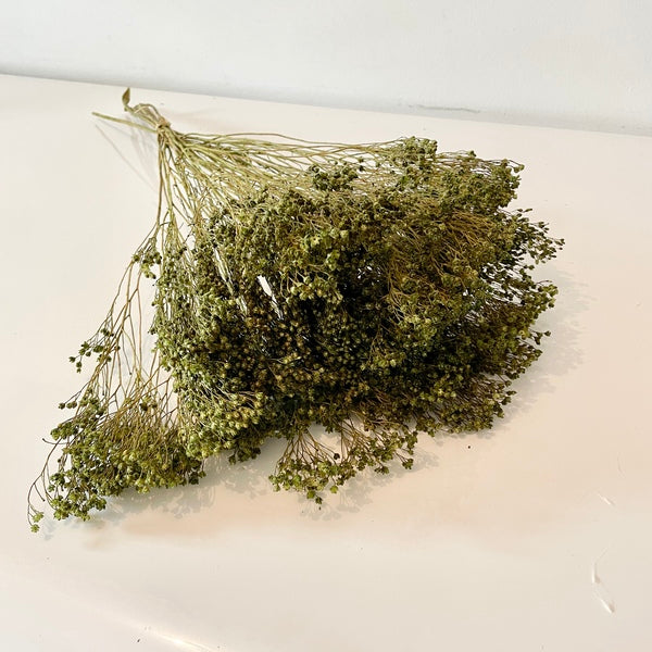 Broom bloom, broom bloom seeds, bouquet broom bloom, broom bloom blanc, brin broom bloom, fleurs séchées, bouquet de fleurs séchées, botte fleurs séchées, broom, bloom, broom bloom naturel, fleur de genet, fleurs de genets, broom bloom naturel, bouquet fleur de genet, bouquet fleur de genet séchée, bouquet fleur de genet naturelle, broom bloom vert, fleur de genet vert