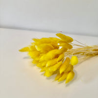 lagurus, lagurus séchée, bouquet de fleur séchée, botte de fleur séchée, Lagurus, Lagurus jaune, lagurus jaune poussin, lagurus jaune fushia, lagurus jaune petard, lugurus poussin,, accessoires déco, accessoires décorations, home déco, home, deco intérieur, déco intérieur, lapin queue herbes, lapin queue fleurs, bouquet de fleurs séchées lagurus, fleurs séchées lagurus naturel 