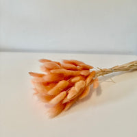 lagurus, lagurus séchée, bouquet de fleur séchée, botte de fleur séchée, Lagurus, Lagurus orange, lagurus orange, accessoires déco, accessoires décorations, home déco, home, deco intérieur, déco intérieur, lapin queue herbes, lapin queue fleurs,  bouquet de fleurs séchées lagurus, fleurs séchées lagurus naturel 