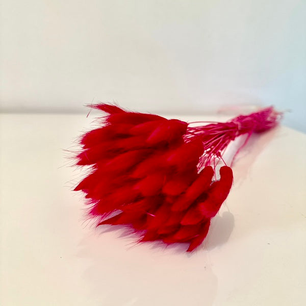 lagurus fushia, lagurus séchée, bouquet de fleur séchée, botte de fleur séchée, Lagurus, Lagurus rose, lagurus rose fushia, accessoires déco, accessoires décorations, home déco, home, deco intérieur, déco intérieur, lapin queue herbes, lapin queue fleurs,  bouquet de fleurs séchées lagurus, fleurs séchées lagurus naturel 