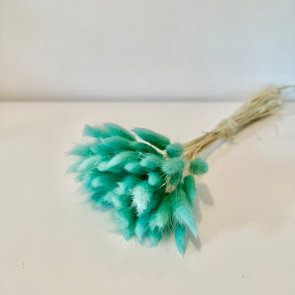 lagurus, lagurus séchée, bouquet de fleur séchée, botte de fleur séchée, Lagurus, Lagurus turquoise, lagurus bleu, accessoires déco, accessoires décorations, home déco, home, deco intérieur, déco intérieur, lapin queue herbes, lapin queue fleurs, bouquet de fleurs séchées lagurus, fleurs séchées lagurus naturel 