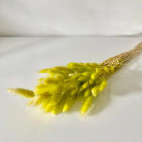 lagurus, lagurus séchée, bouquet de fleur séchée, botte de fleur séchée, Lagurus, Lagurus vert séchée, lagurus vert, accessoires déco, accessoires décorations, home déco, home, deco intérieur, déco intérieur, lapin queue herbes, lapin queue fleurs,  bouquet de fleurs séchées lagurus, fleurs séchées lagurus naturel 