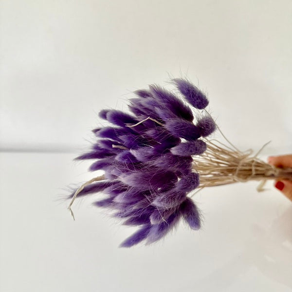 lagurus, lagurus séchée, bouquet de fleur séchée, botte de fleur séchée, Lagurus, Lagurus violet, lagurus milka, accessoires déco, accessoires décorations, home déco, home, deco intérieur, déco intérieur, lapin queue herbes, lapin queue fleurs,  bouquet de fleurs séchées lagurus, fleurs séchées lagurus naturel 