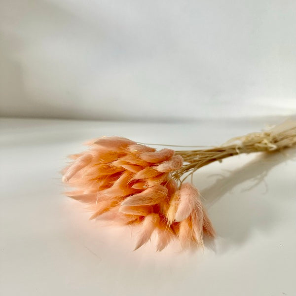 lagurus, lagurus séchée, bouquet de fleur séchée, botte de fleur séchée, Lagurus, Lagurus rose pâle, lagurus rose pale, accessoires déco, accessoires décorations, home déco, home, deco intérieur, déco intérieur, lapin queue herbes, lapin queue fleurs, bouquet de fleurs séchées lagurus, fleurs séchées lagurus naturel 