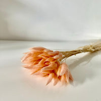 lagurus, lagurus séchée, bouquet de fleur séchée, botte de fleur séchée, Lagurus, Lagurus rose pâle, lagurus rose pale, accessoires déco, accessoires décorations, home déco, home, deco intérieur, déco intérieur, lapin queue herbes, lapin queue fleurs, bouquet de fleurs séchées lagurus, fleurs séchées lagurus naturel 