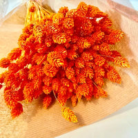 Phalaris, bouquet de phalaris, bottes fleurs séchées, fleurs séchées, DIY, fleurs naturels, phalaris, rose, phalaris, rose pale, phalaris naturel, phalaris orange, phalaris milka, phalaris violet, phalaris rouge, fleur séchée phalaris