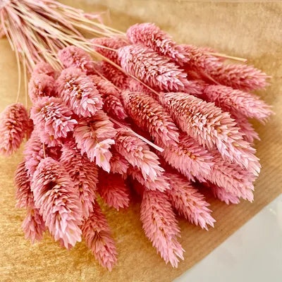 Phalaris, bouquet de phalaris, bottes fleurs séchées, fleurs séchées, DIY, fleurs naturels, phalaris, rose, phalaris, rose pale, phalaris naturel, phalaris orange, phalaris milka, phalaris violet, phalaris rouge, fleur séchée phalaris