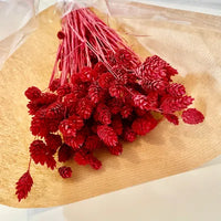 Phalaris, bouquet de phalaris, bottes fleurs séchées, fleurs séchées, DIY, fleurs naturels, phalaris, rose, phalaris, rose pale, phalaris naturel, phalaris orange, phalaris milka, phalaris violet, phalaris rouge, fleur séchée phalaris