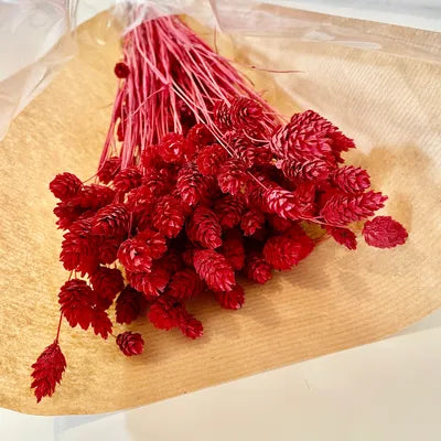 Phalaris, bouquet de phalaris, bottes fleurs séchées, fleurs séchées, DIY, fleurs naturels, phalaris, rose, phalaris, rose pale, phalaris naturel, phalaris orange, phalaris milka, phalaris violet, phalaris rouge, fleur séchée phalaris