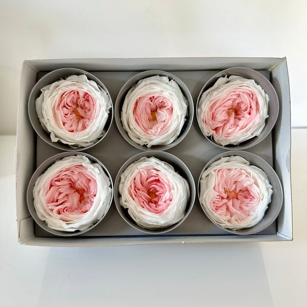 rose stabilisée, rose éternelle, rose stabilisée prix, rose stabilisée c'est quoi, rose stabilisée sur tige, rose stabilisée jardiland, rose stabilisée truffaut, tête de rose stabilisée, tête de roses stabilisées, rose anglaise, rose blanche et rose, rose stabilisée blanche et rose, rose éternelle blanche et rose