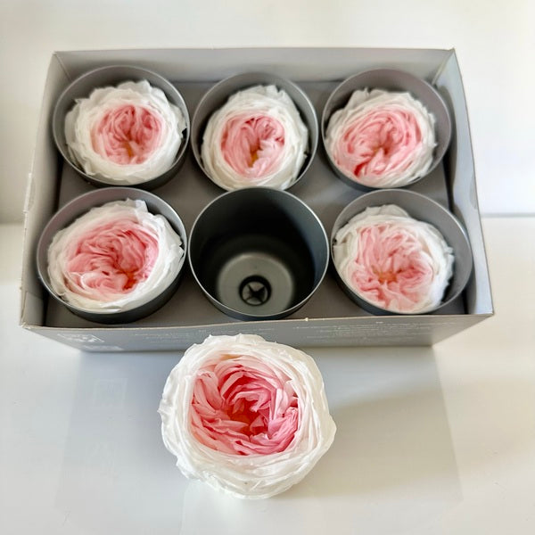 rose stabilisée, rose éternelle, rose stabilisée prix, rose stabilisée c'est quoi, rose stabilisée sur tige, rose stabilisée jardiland, rose stabilisée truffaut, tête de rose stabilisée, tête de roses stabilisées, rose anglaise, rose blanche et rose, rose stabilisée blanche et rose, rose éternelle blanche et rose
