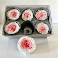rose stabilisée, rose éternelle, rose stabilisée prix, rose stabilisée c'est quoi, rose stabilisée sur tige, rose stabilisée jardiland, rose stabilisée truffaut, tête de rose stabilisée, tête de roses stabilisées, rose anglaise, rose blanche et rose, rose stabilisée blanche et rose, rose éternelle blanche et rose